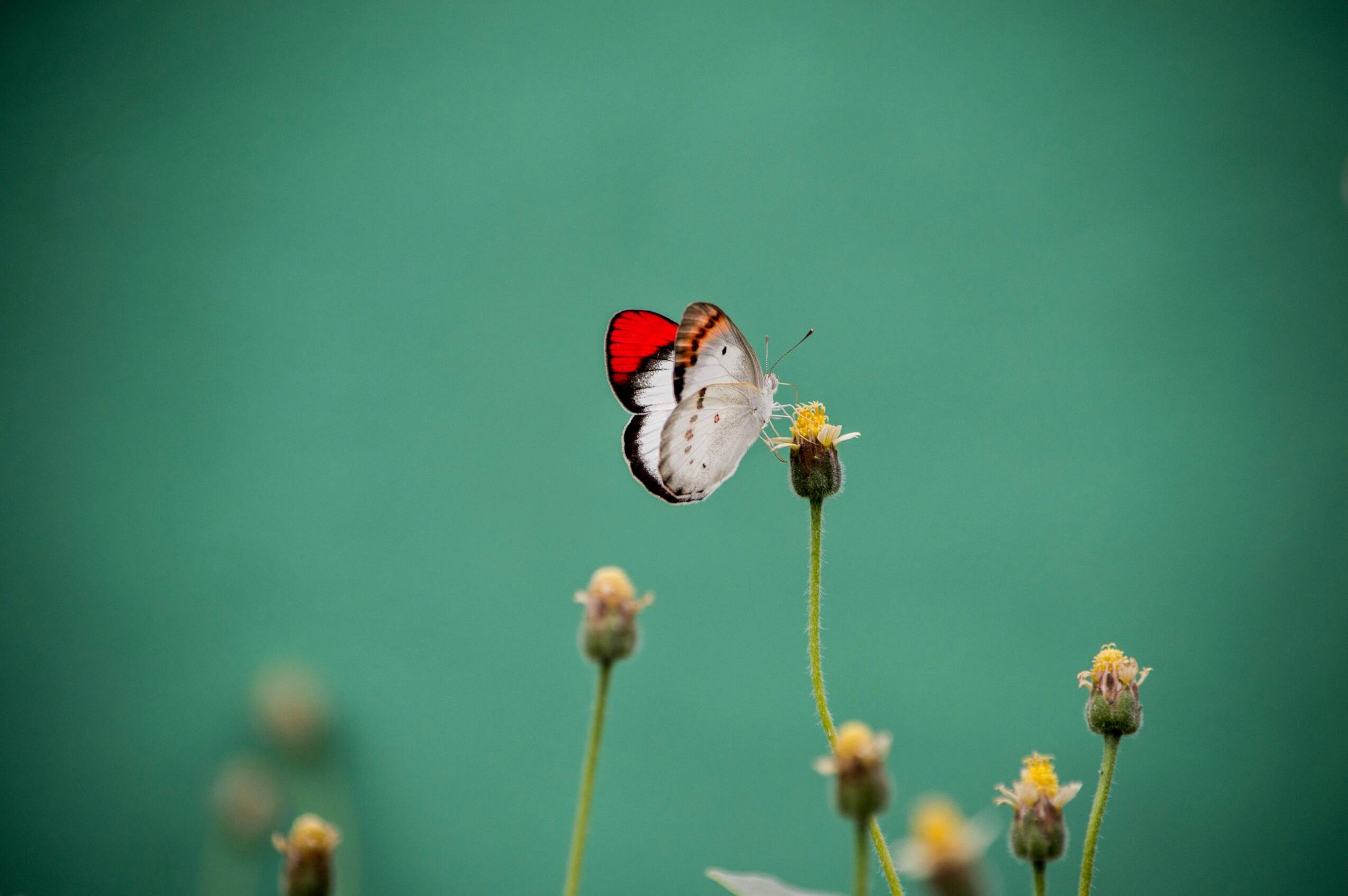 Butterfly pic for gift vouchers for the AllgäuSternHotel