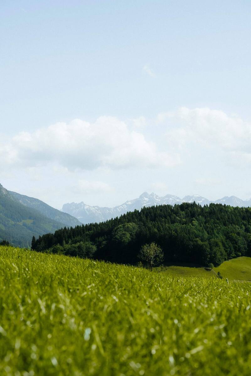 Sommerliche Almwiese mit Bergblick in der Nähe des AllgäuSternHotels.