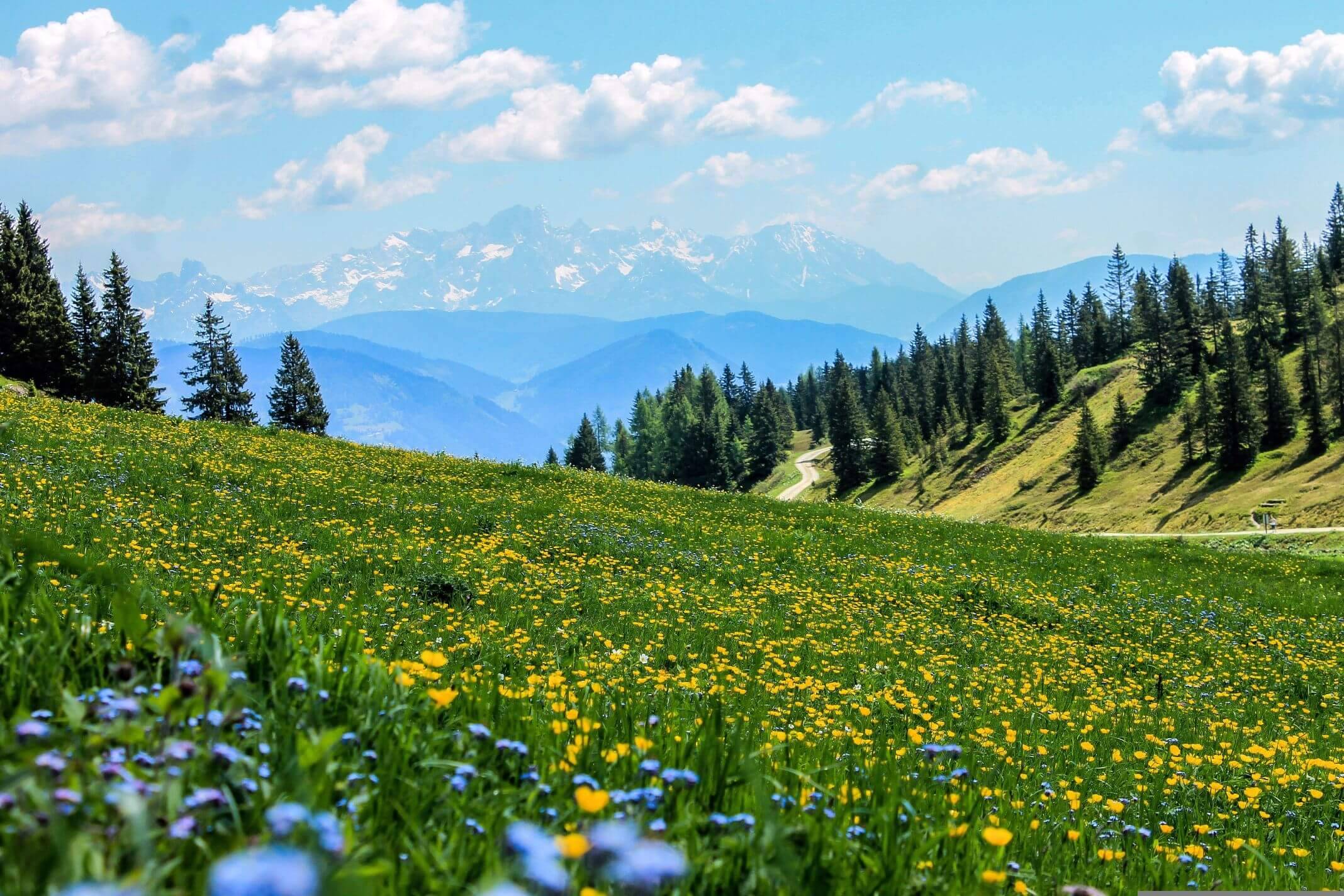 Flowers and mountain view: Explore the Allgäu region on two feet and on two wheels.