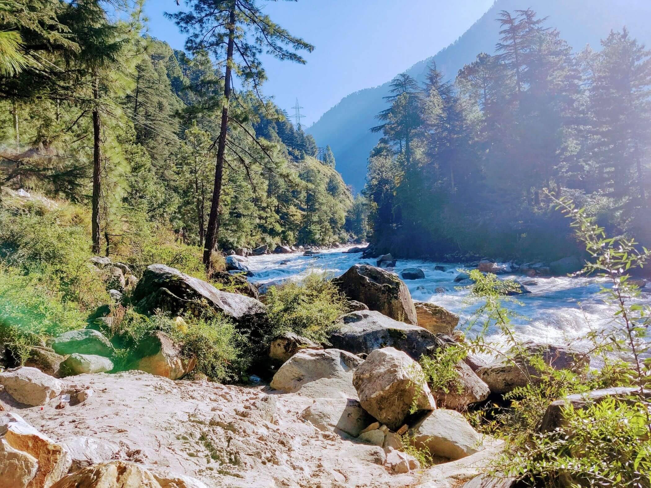 A river flows through a sunny forest that consists of high trees and some rocks.