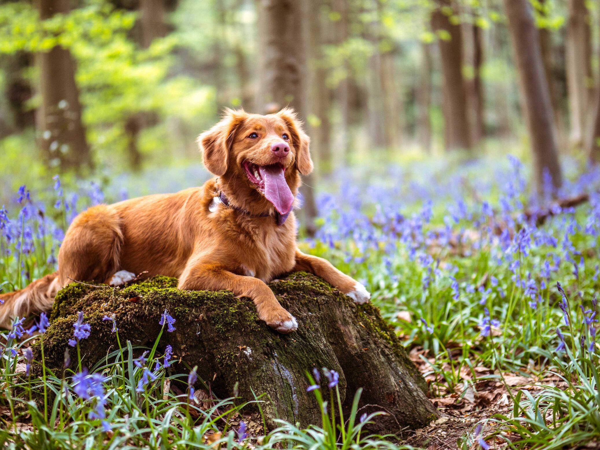 Holidays with your dog are no problem at the AllgäuSternHotel - just bring your furry friend along.