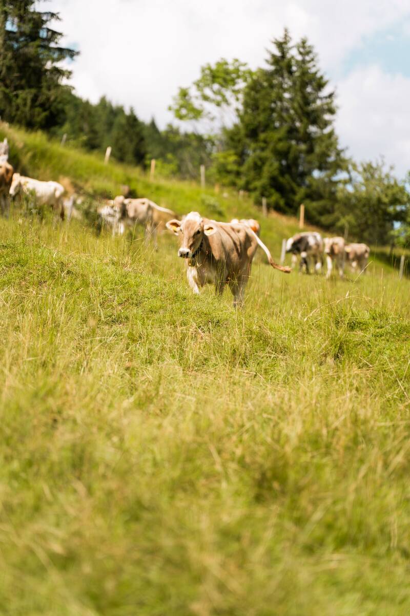 Kühe auf der Weide nahe der Sonnenkopfhütte
