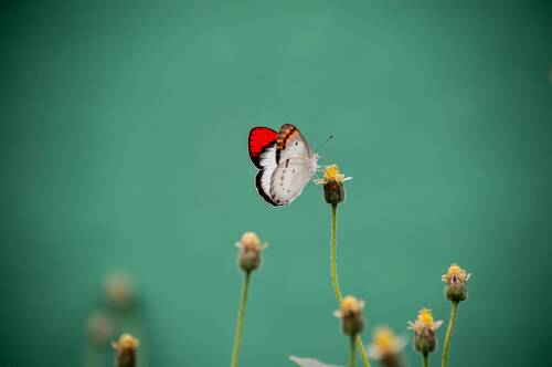 Ein rot-weißer Schmetterling sitzt auf einer Blumenblüte vor einem grünen unscharfen Hintergrund.