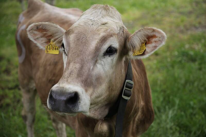 Allgäu farms with cows are an enjoyable experience for families with kids.